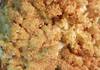 Cauliflower Au Gratin