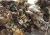 Smores Bread Pudding